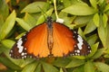 Plain Tiger Butterfly or Danaus chrysippus, Hesaraghatta, Bangalore