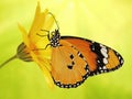 Bright orange plain tiger butterfly, Danaus chrysippus, on a marigold flower on yellow and green blured background.
