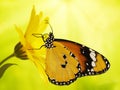 Plain tiger butterfly, Danaus chrysippus, on a marigold flower on yellow and green blured background. Royalty Free Stock Photo