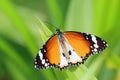 Plain tiger butterfly, Danaus chrysippus chrysippus Royalty Free Stock Photo