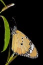 Plain tiger butterfly, Danaus chrysippus, Satara, Maharashtra Royalty Free Stock Photo