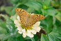 Plain tiger butterfly feeding on white flower in garden