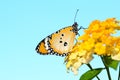 Plain tiger butterfly on Lantana camara