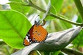 Plain tiger butterfly laying eggs on the leaf of the host plant Royalty Free Stock Photo