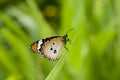 Plain Tiger Butterfly Royalty Free Stock Photo