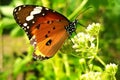 Plain tiger butterfly on mikania micrantha flowers Royalty Free Stock Photo