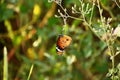 Plain Tiger butterfly, orange butterfly or Danaus chrysippus sitting on the flower bud.