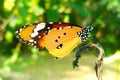 Plain tiger butterfly perched on a tree branch Royalty Free Stock Photo