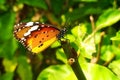 Plain tiger butterfly perched on a tree branch Royalty Free Stock Photo