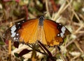 Plain Tiger Butterfly Wings Spread.