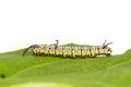 Plain tiger caterpillar