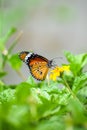 Plain tiger (danaus chrysippus) butterfly drinking nectar from a yellow flower Royalty Free Stock Photo