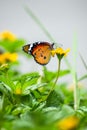 Plain tiger (Danaus Chrysippus) butterfly drinking nectar from a yellow flower Royalty Free Stock Photo