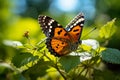 Plain Tiger Danaus Chrysippus Butterfly Insect Alight on the Leaves on Sunny Day Royalty Free Stock Photo