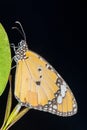 Plain Tiger Danaus chrysippus butterfly. Nymphalidae : Brush Footed Butterflies, Satara Royalty Free Stock Photo