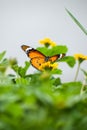 Plain tiger (Danaus Chrysippus) butterfly with open wings on the yellow flower Royalty Free Stock Photo