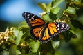 Plain Tiger Danaus Chrysippus Butterfly Resting on the Plant Leaves on Sunny Day Royalty Free Stock Photo