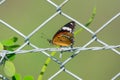 Plain Tiger Danaus chrysippus Butterfly Side Profile Shot