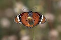 Plain tiger (Danaus chrysippus) butterfly on tridax procumbens bud Royalty Free Stock Photo