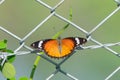 Plain Tiger Danaus chrysippus Butterfly with Wings Open Royalty Free Stock Photo