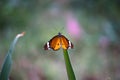 The Plain Tiger Danaus chrysippus is a medium-sized vibrant butterfly with orange on the upperside with wings edged with black a