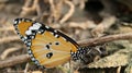 Plain Tiger male butterfly sitting on the ground with one side view Royalty Free Stock Photo