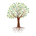 Plain Tree with green leaves and roots with flat and solid colors for your design. Vector illustration.