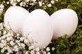 Plain undecorated Easter eggs in a nest Royalty Free Stock Photo