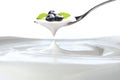 Plain yogurt on a spoon with fresh blueberries on top hanging above of plain yogurt isolated on white background Royalty Free Stock Photo