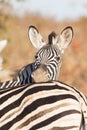 Plain zebra close up, Equus quagga, Kruger national Park Royalty Free Stock Photo