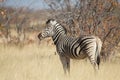 Plain zebra close up, Equus quagga, Kruger national Park Royalty Free Stock Photo