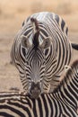 Plain zebra close up, Equus quagga, Kruger national Park Royalty Free Stock Photo