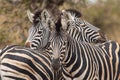 Plain zebra close up, Equus quagga, Kruger national Park Royalty Free Stock Photo