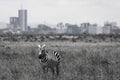 A plain zebra closeup portrait in Nairobi national park with Nairobi city skyline