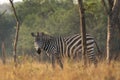 Plains zebra, equus quagga, equus burchellii