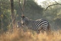 Plains zebra, equus quagga, equus burchellii