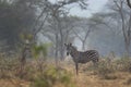 Plains zebra, equus quagga, equus burchellii