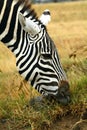 Plain zebra, Lake Nakuru National Park, Kenya Royalty Free Stock Photo