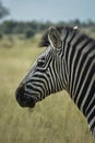 Plain zebra profile looking to the left on savannah background