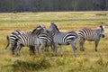 Plain zebras, Lake Nakuru National Park, Kenya Royalty Free Stock Photo