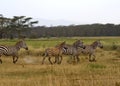 Plain zebras, Lake Nakuru National Park, Kenya Royalty Free Stock Photo