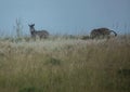 Plain Zebras in the morningly savannah at Ezulwini Game Lodge