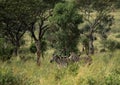 Plain Zebras in the morningly savannah at Ezulwini Game Lodge