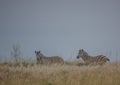 Plain Zebras in the morningly savannah at Ezulwini Game Lodge