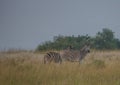 Plain Zebras in the morningly savannah at Ezulwini Game Lodge