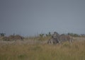 Plain Zebras in the morningly savannah at Ezulwini Game Lodge