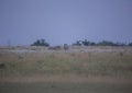 Plain Zebras in the morningly savannah at Ezulwini Game Lodge