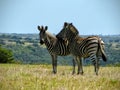 Plain zebras together