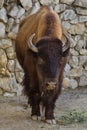 Plains bison, also known as the prarie bison