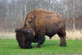 Plains Bison, bison bison, Bull Grazing in Elk Island National Park, Alberta, Canada